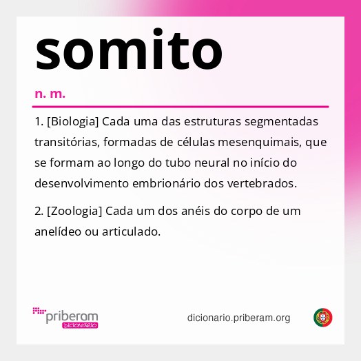 Significado de somito