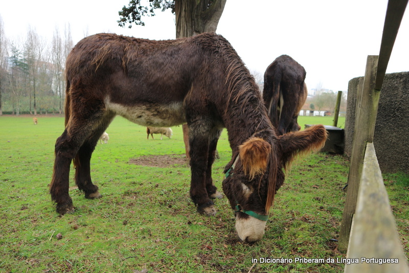 Jogo de baralho - Burro ou Burrico 